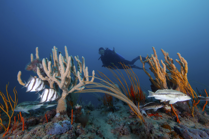 Deadline for Applications: Gray’s Reef Sanctuary Advisory Council