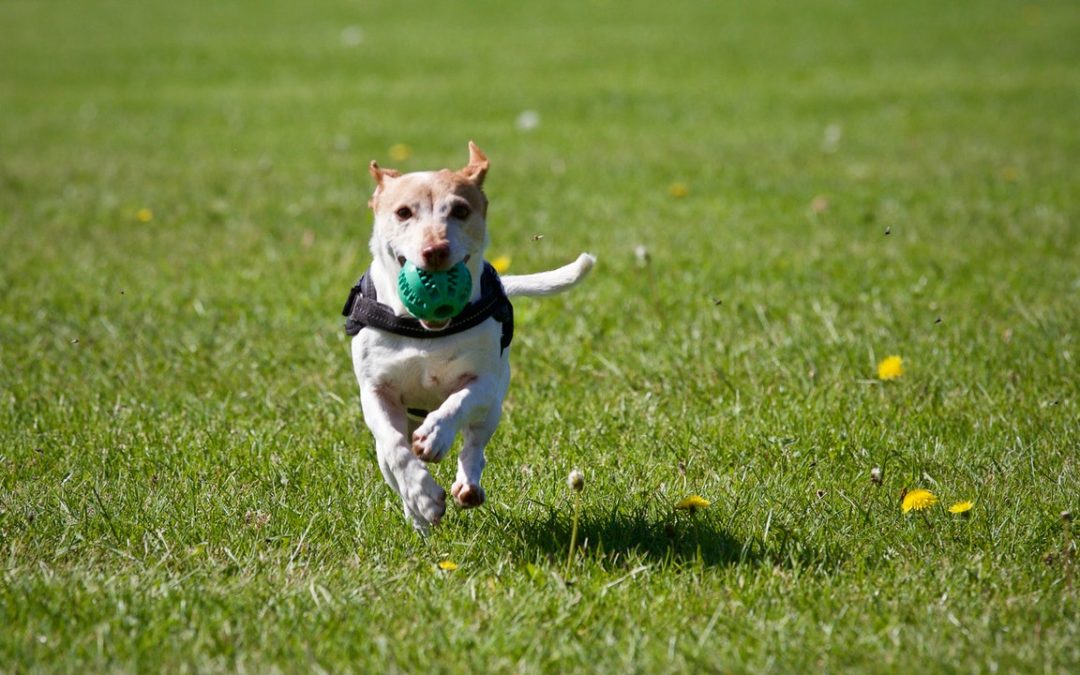 Dog Running with a Ball